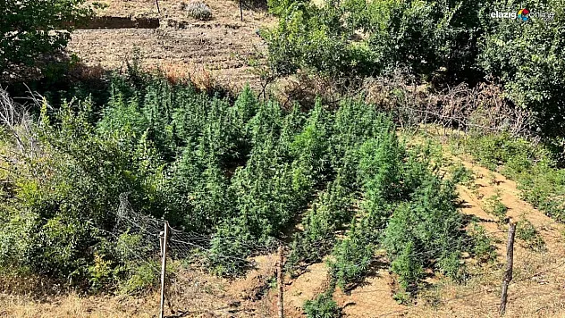 Bingöl'de bin 651 kök kenevir bitkisi ele geçirildi