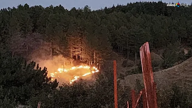 Bingöl'de çıkan orman yangını kontrol altına alındı