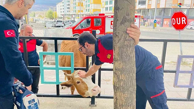 Bingöl'de demir korkuluklara sıkışan inek kurtarıldı