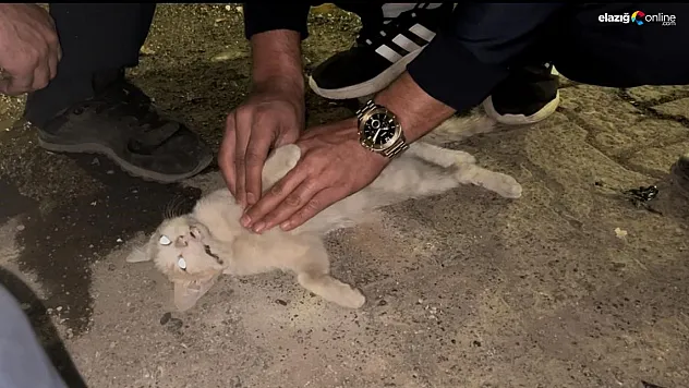 Bingöl'de itfaiye personelinden kediyi kurtarmak için kalp masajı