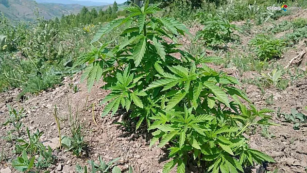 Bingöl'de kenevir ve kaçak tütün ele geçirildi