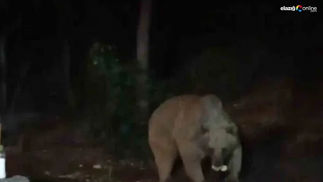 Bingöl Kiğı'da Ayı Şantiyeye İndi, İşçilerin Bıraktığı Yiyecekleri Böyle Yedi