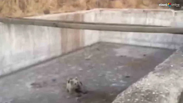 Bingöl'de sulama havuzuna düşen yavru ayı kurtarıldı