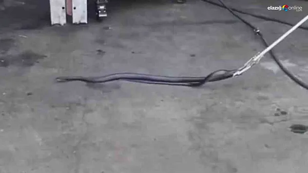 Bingöl'de tamirciye giren yılan paniğe neden oldu