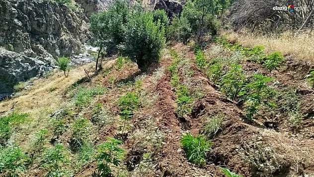Bingöl'de uyuşturucu operasyonu
