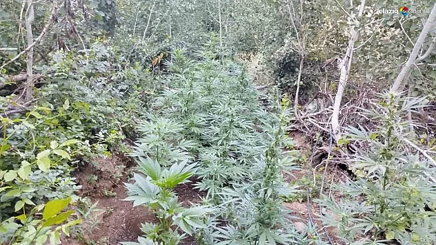 Bingöl'de uyuşturucu operasyonu: 1 şüpheli yakalandı