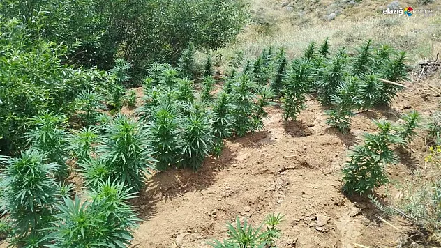 Bingöl'de uyuşturucu operasyonu: 2 bin 365 kök kenevir ele geçirildi