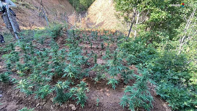 Bingöl'de uyuşturucuyla mücadele sürüyor