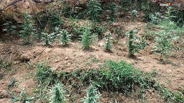 Bingöl'de uyuşturucuyla mücadele