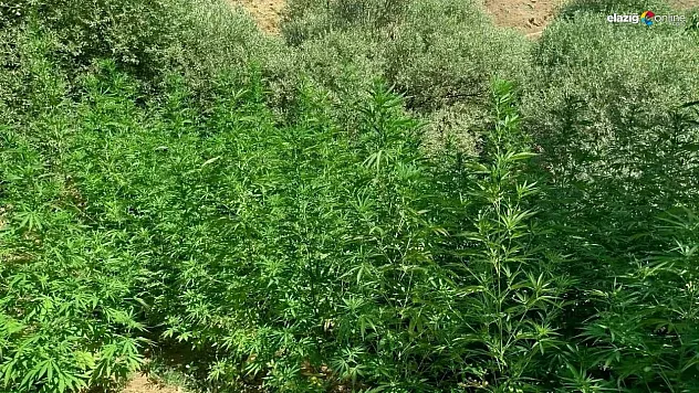 Bingöl'de uyuşturucuyla mücadele