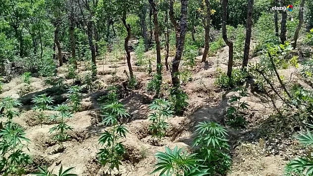 Bingöl'de yaklaşık 6 bin kök kenevir bitkisi ele geçirildi