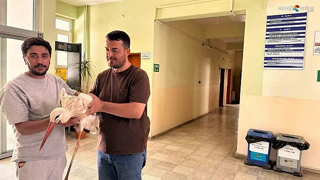 Bingöl'de yaralı leylek koruma altına alındı