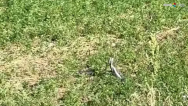 Bingöl'de yılanların dansı kamerada