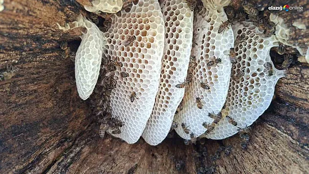 Bingöl yaylalarında organik 'kütük balı' hasadı başladı