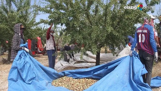 Binlerce kök badem eken üretici Alattin Yazıcı, hasada başladı