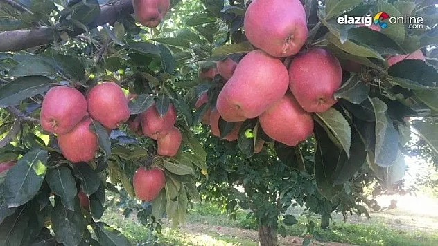 Bir çok tarım ürünü ile ön plana çıkan Elazığ'da, kırmızı elmanın hasadı başladı