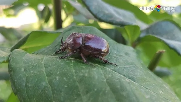 Bir dönem dikkatleri üzerine çeken gergedan böceği görüntülendi