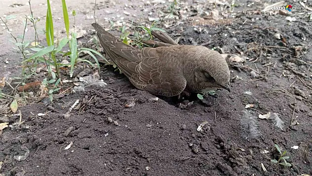 Bir Kuş, Bir İnsan, Bir Umut: Elazığ'da Duyarlı Vatandaştan Yürek Isıtan Davranış!