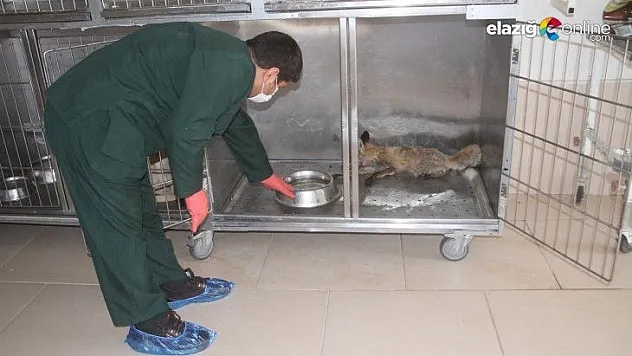 Bitkin halde bulunan tilki tedavi altına alındı