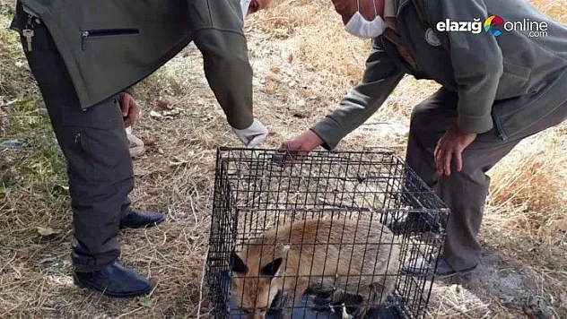 Bitkin halde bulunan tilki, tedavi edilip doğaya salındı