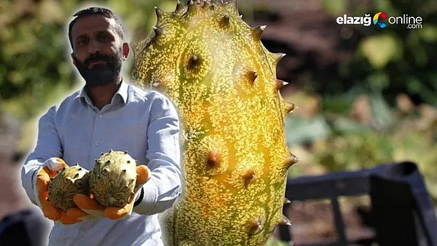 Bölgede ilki başardı, tropik Afrika meyvesi olan Kivano'yu yetiştirdi