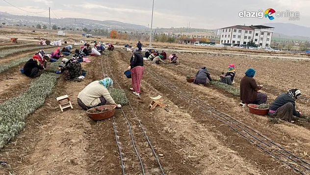 Bölgenin en büyük tıbbi ve aromatik bitki üreticisi Elazığ'da