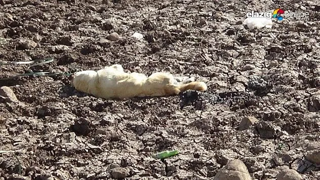 Boynuna ip bağlanan köpek vahşice öldürüldü!