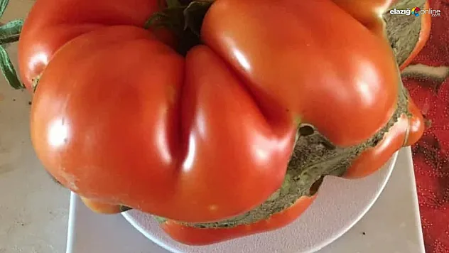 Devasa büyüklükteki domatesleri görenler şaşırıyor