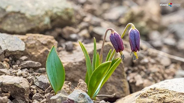 Bu iki çiçeği koparana rekor ceza!