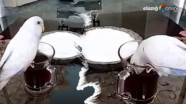 Bu kuş çay tiryakilerini aratmıyor