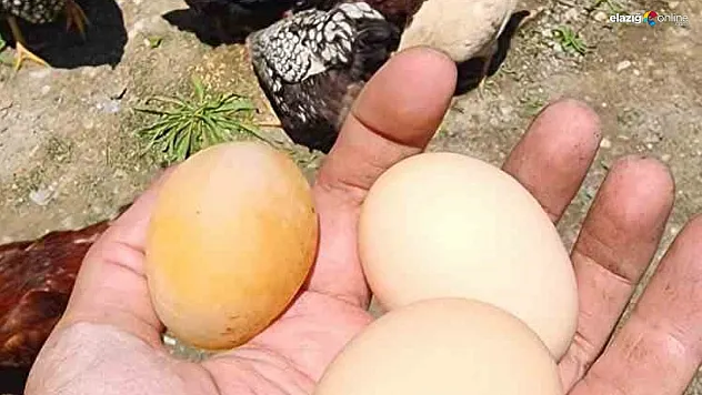 Elazığlı Vatandaş Anlattı: 'Yıllardır Tavuk Besliyoruz, Böyle Yumurta Görmedik!'