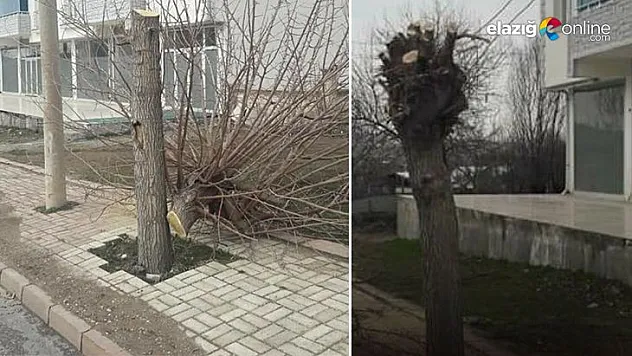 'Budama' diye ağaçları ortadan kestiler