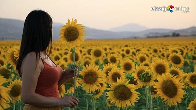 Burası Trakya değil Mazgirt!