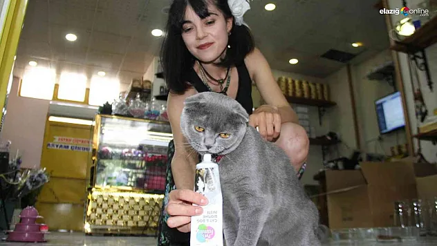 Çalınan kedisini bulmak için dedektif gibi iz sürdü