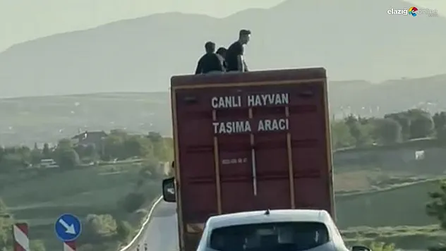 Canlı Hayvan Kamyonu Üzerinde Tehlike Saçan Yolculuk Elazığ'da Kameraya Yansıdı!