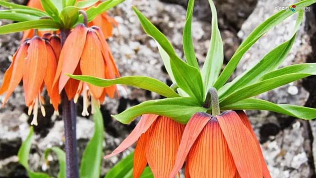 Aman dikkat! Sakın bu çiçeği koparmayın