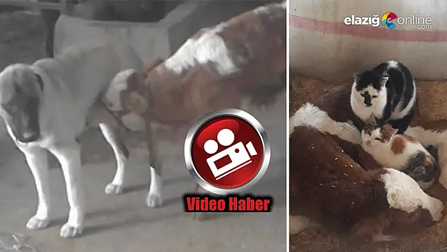 Çemişgezek'te danayı emziren kangal köpeği görenleri şaşırtıyor