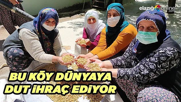 Çemişgezek Ulukale Dutunda Hasat Zamanı