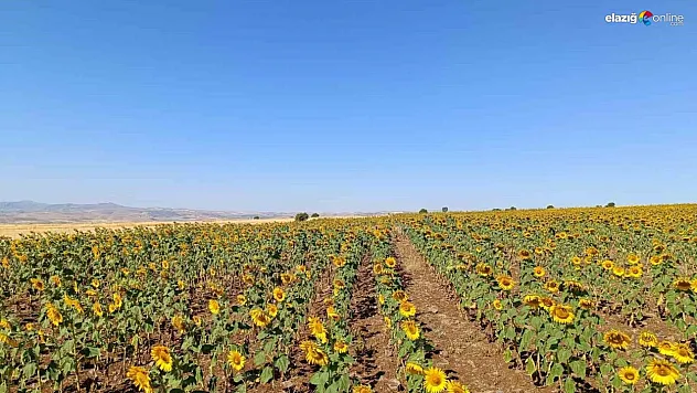 Çemişgezekli çiftçi, ilçede ilk kez yağlık ayçiçeği üretimi yaptı