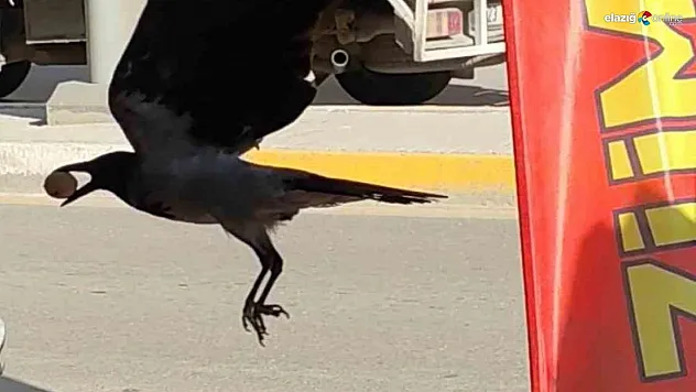 Elazığ'da Karganın Ceviz Hırsızlığı Gülümsetti: Poşeti Yırtıp Cevizi Böyle Çaldı!