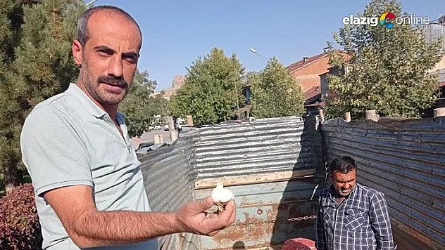 Çiftçilere yüzde 75 hibeli sarımsak tohumu dağıtıldı