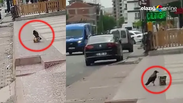 Cips hırsızı karga objektiflere yakalandı