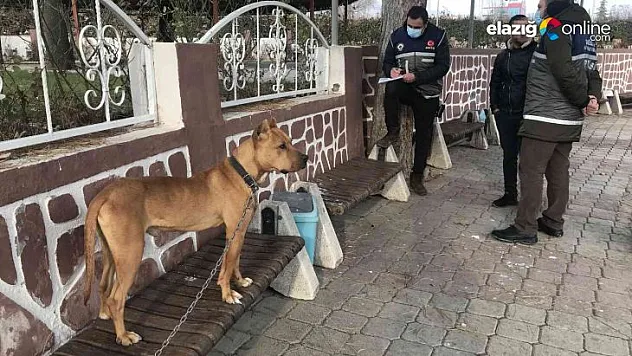 Cezayı duyunca pitbull'u kendi elleri ile teslim etti