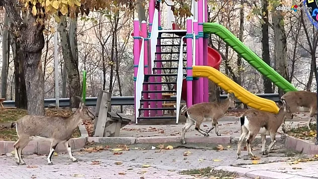 Çocuklar okula gidince, çocuk parkı yaban keçilerine kaldı