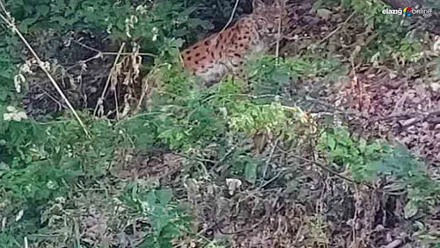 Çok iyi kamufle olmuştu ancak doğaseverin objektifinden kaçamadı