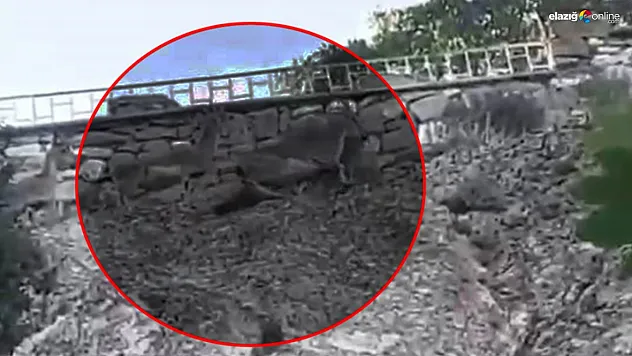 Dağ Keçileri Bu Defa Tehlike Saçtı: Kaya Parçaları Yola Yuvarlandı!