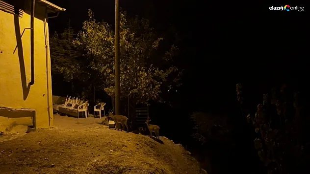 Dağ keçileri evlerin arasında yiyecek ararken görüntülendi
