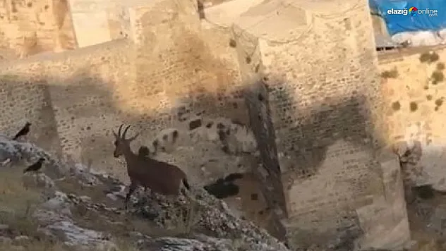 Dağ keçileri Harput'u mesken tuttu