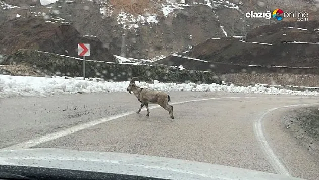 Dağ keçileri Elazığ-Malatya yolunda görüntülendi