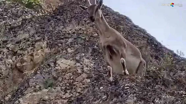 Dağ keçileri Palu Kalesi'ni mesken tuttu